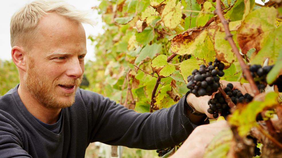 man harvesting red grapes